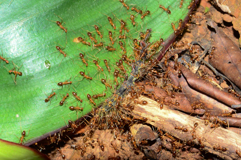 yellow ants swarm over a leaf and ground