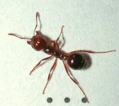 close-up view of red fire ant from above