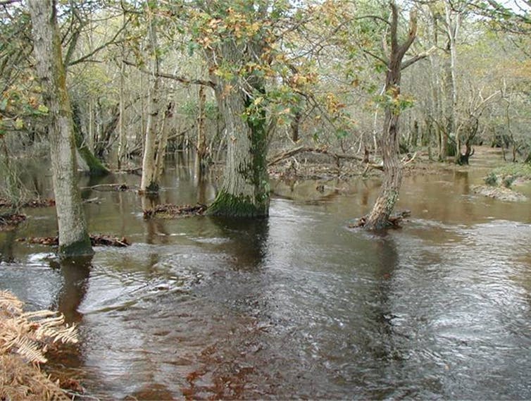 River flooding into field with trees