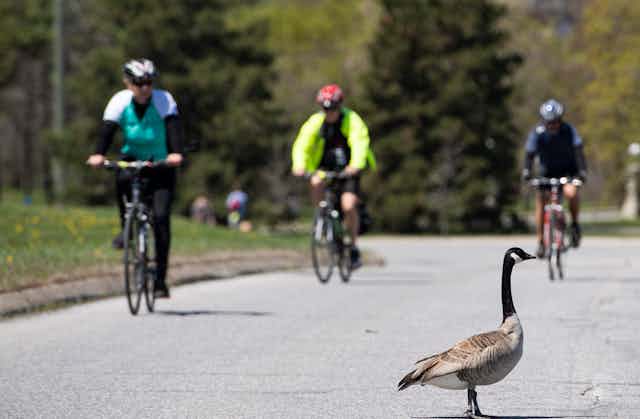A Canada goose stands on a road with three cyclists appoaching.