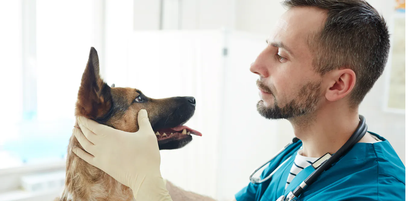 Pourquoi l’étude des cancers chez le chien bénéficie à la médecine humaine Pourquoi l’étude des cancers chez le chien bénéficie à la médecine humaine