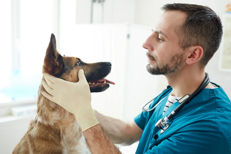 Un vétérinaire regarde un chien dans les yeux