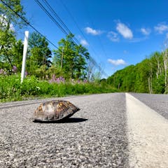 natural selection research paper ideas