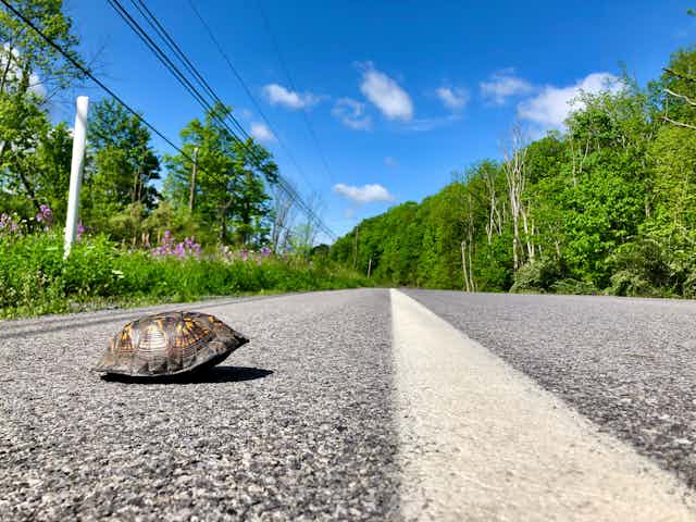 A turtle withdrawn into its shell on an asphalt road