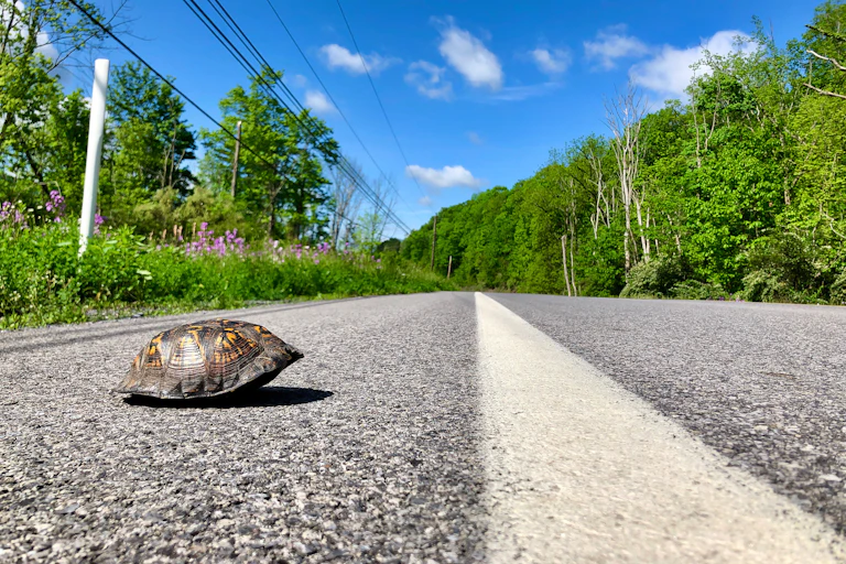 A turtle withdrawn into its shell on an asphalt road