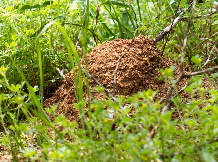 The red earth nest mound of red imported fire ants