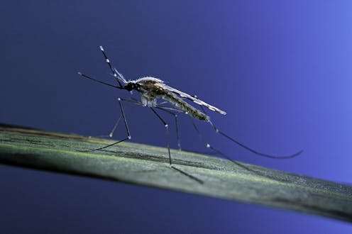Locally transmitted malaria in the US could be a harbinger of rising disease risk in a warming climate – 5 questions answered