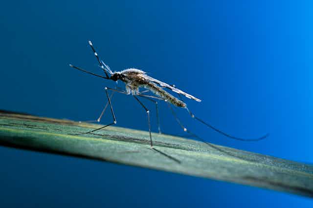 A mosquito stands on the green leaf of a plant.