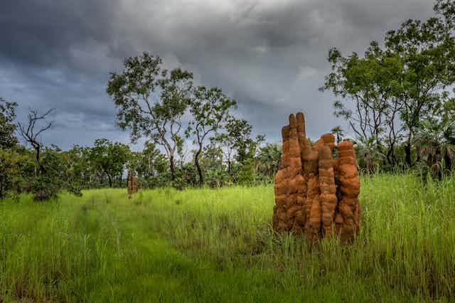A termite mound surrounded by grass with trees in the background, Northern Territory