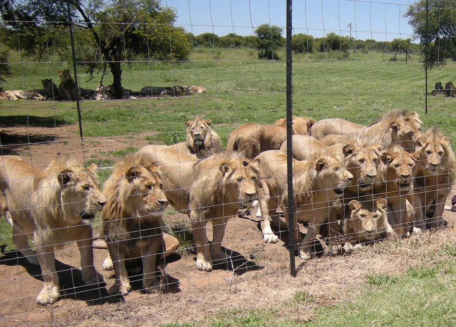 Lions behind a cage 