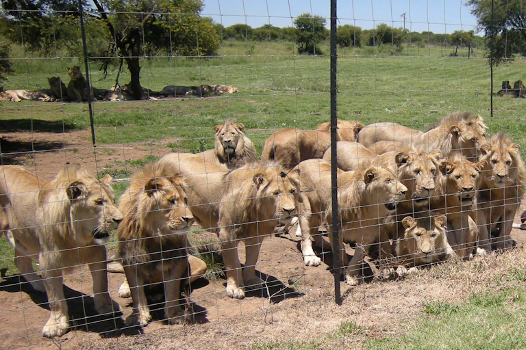 Lions behind a cage