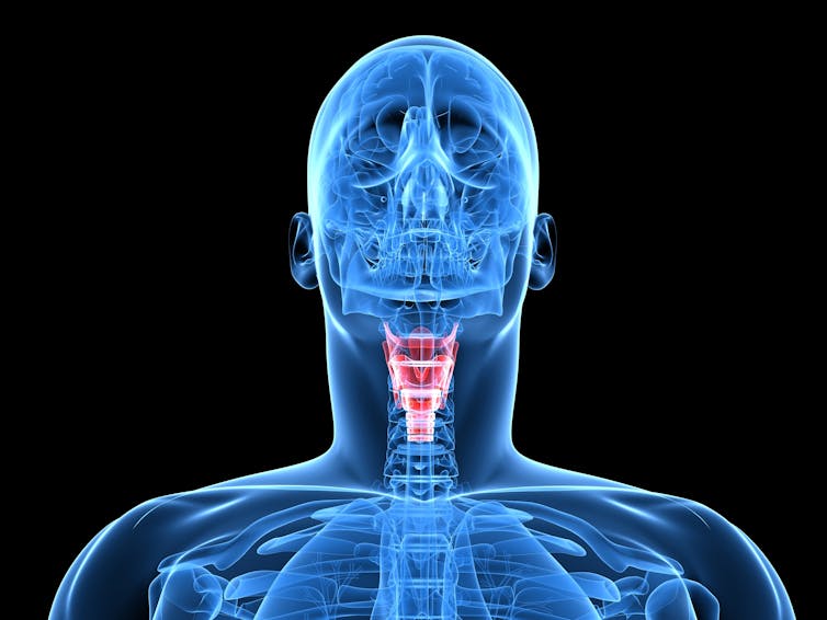 A digital drawing of the vocal cords inside the body.