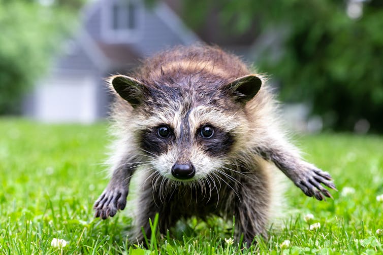 A juvenile raccoon on a lawn, looking startled.