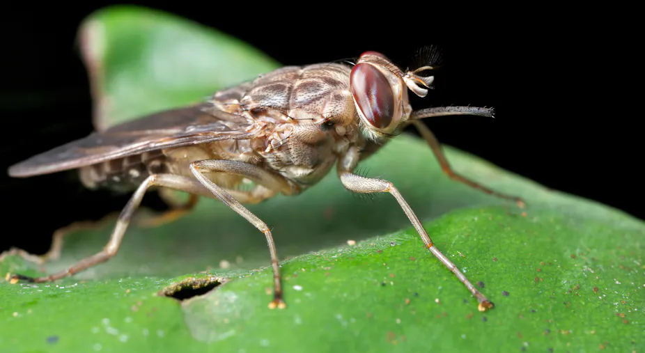 Biting flies are attracted to blue traps – we used AI to work out why