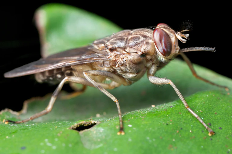 A close up of a flying insect on a green leaf.