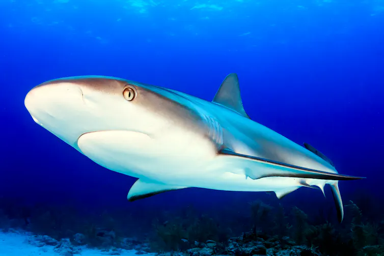 Shark swimming towards camera