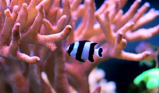 Stripy fish in coral reef