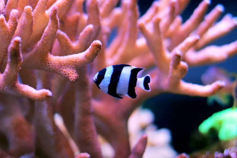 Stripy fish in coral reef