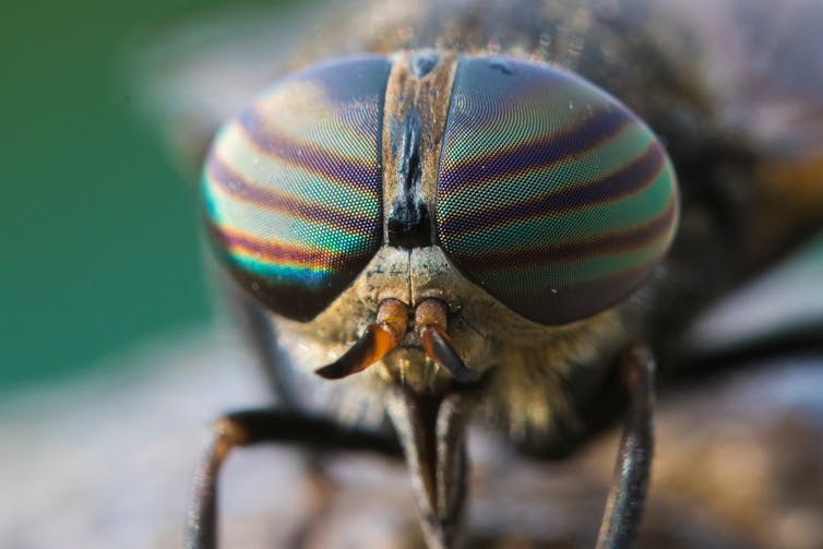 A close up of an insect with huge blue/green eyes