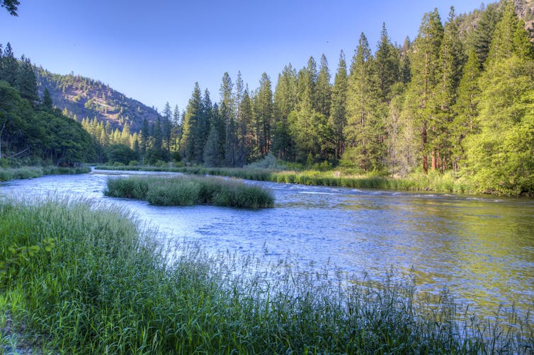 A river flows past evergreen trees with mountains in the background