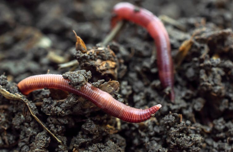 A photo of two earthworms in soil.