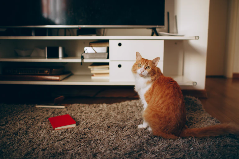 An orange cat looks at the camera while sitting on a rug.