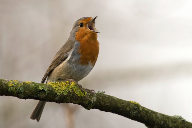 A robin sitting on a tree branch singing.