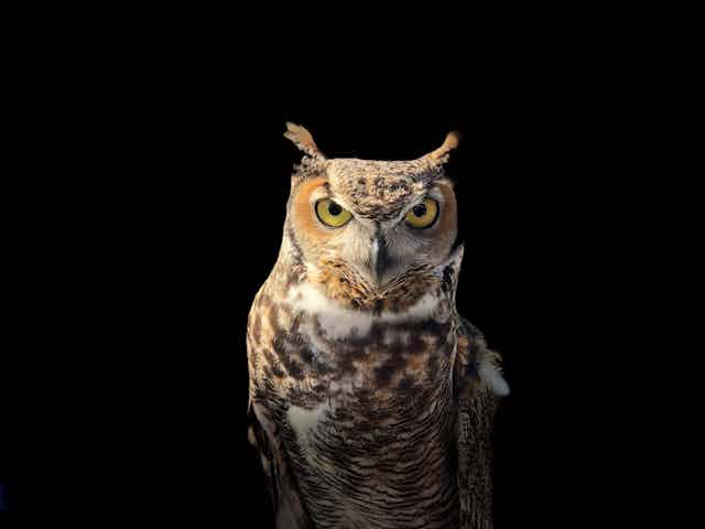 A photo of an owl staring intently at the camera.