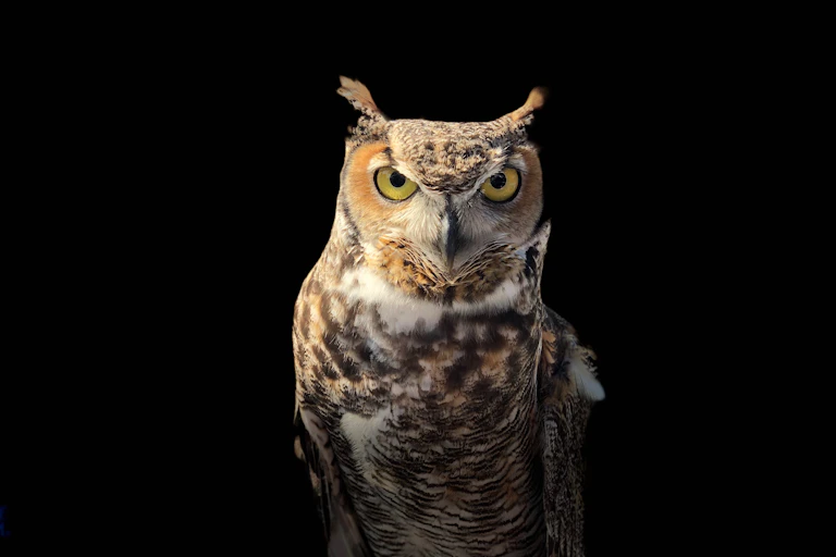 A photo of an owl staring intently at the camera.