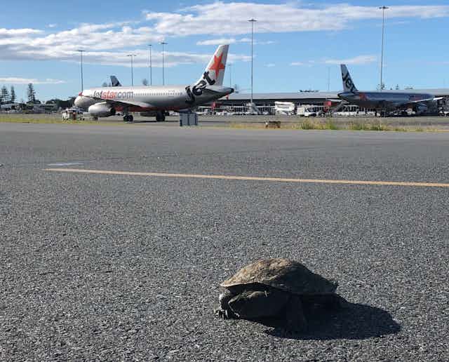 A turtle on the runway at Gold Coast Airport