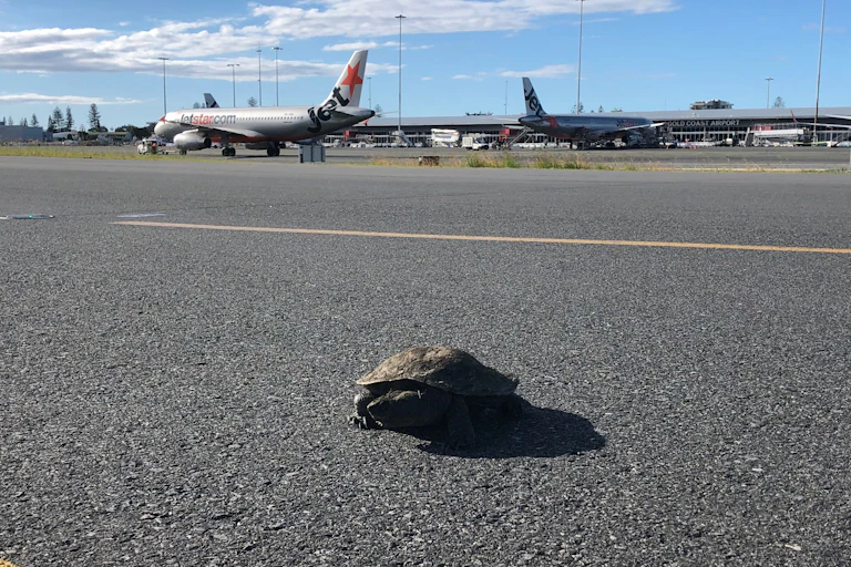 A turtle on the runway at Gold Coast Airport
