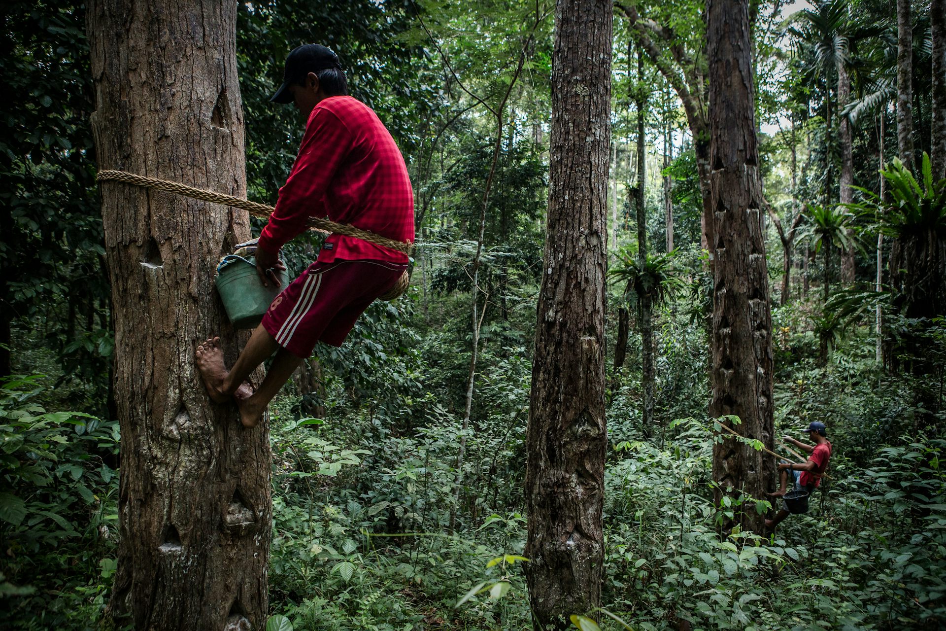 Sejauh Mana Perpres Perhutanan Sosial Baru Ampuh Mengatasi Masalah ...