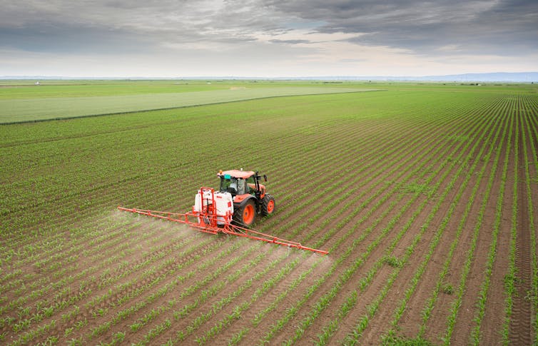 A tractor spraying pesticides on a corn field.