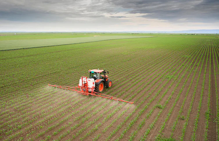 A tractor spraying pesticides on a corn field.