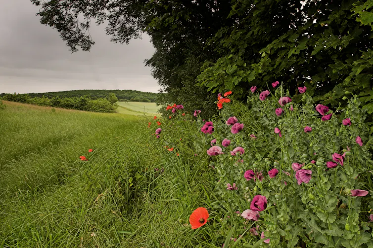 A hedgerow next to a cereal field featuring red and pink poppies.