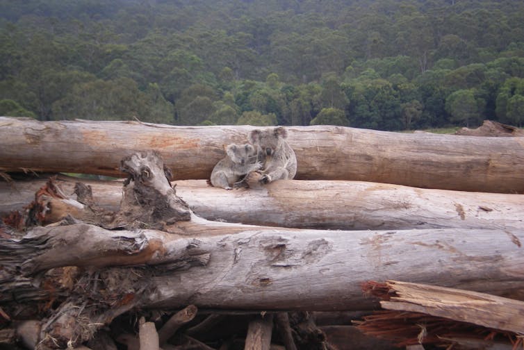 Koala and joey on felled trees with forest in the background
