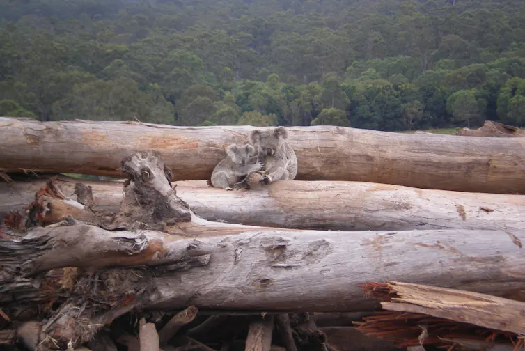 Koala and joey on felled trees with forest in the background