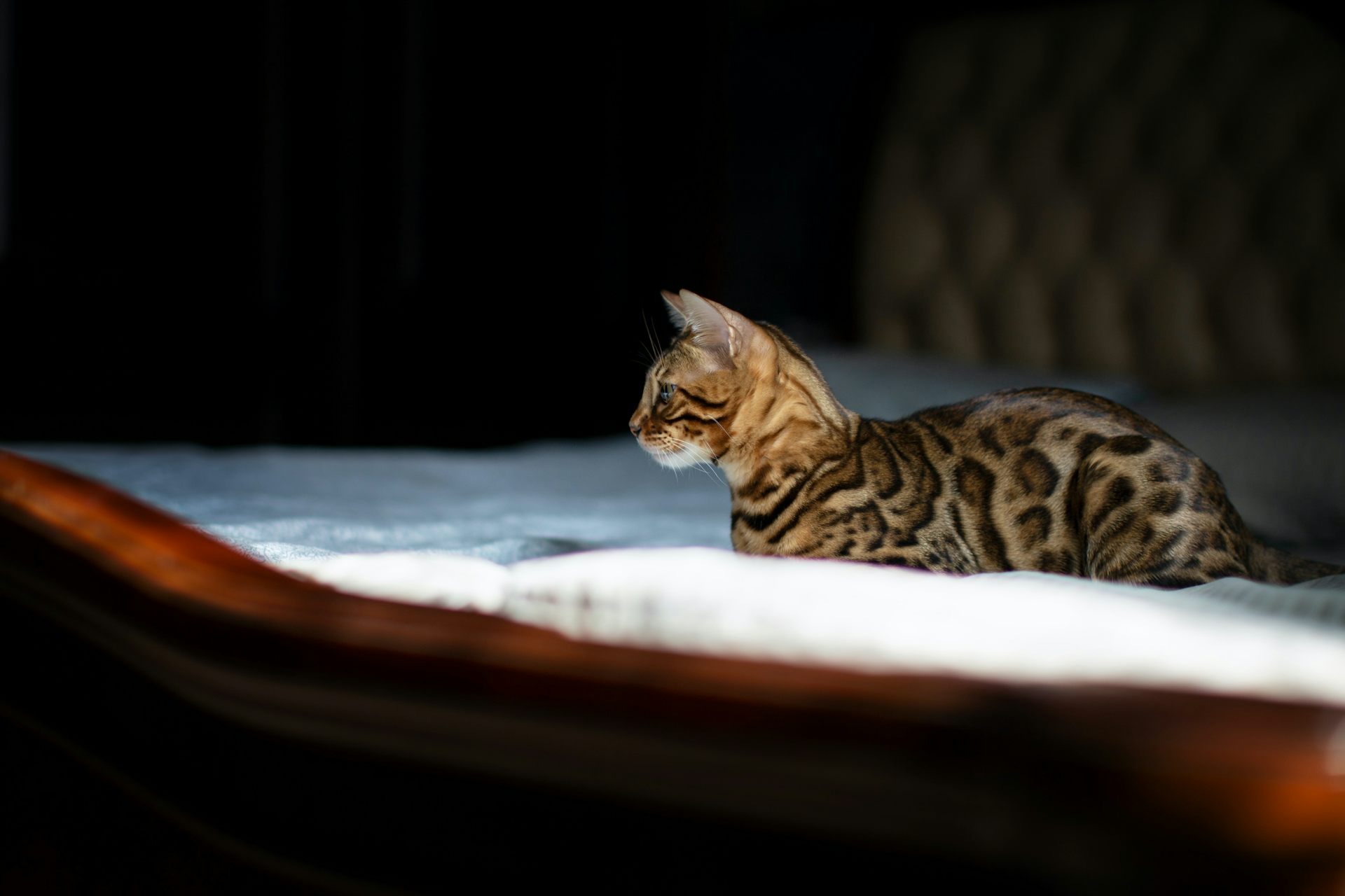 Cat peeing clearance on rug