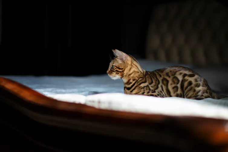 A patterned cat sits on a human bed.