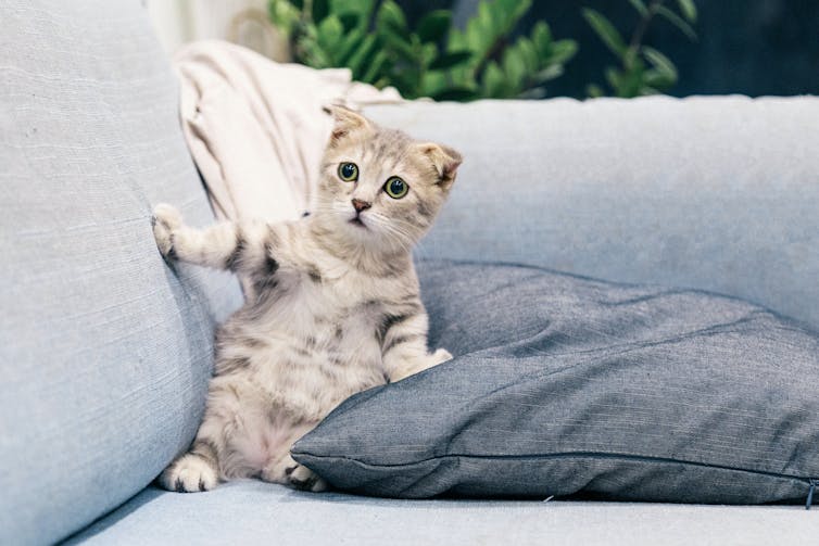 A cat on a couch looks worried.