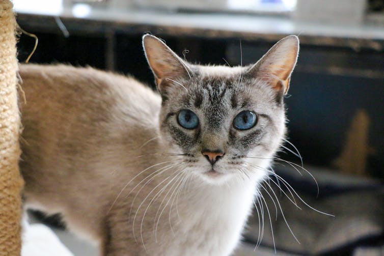 A blue-eyed cat looks into a camera.