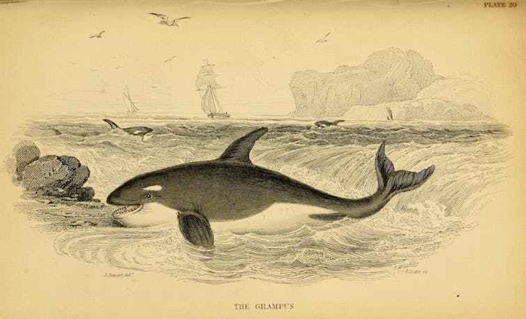 Illustration of an orca near the shore