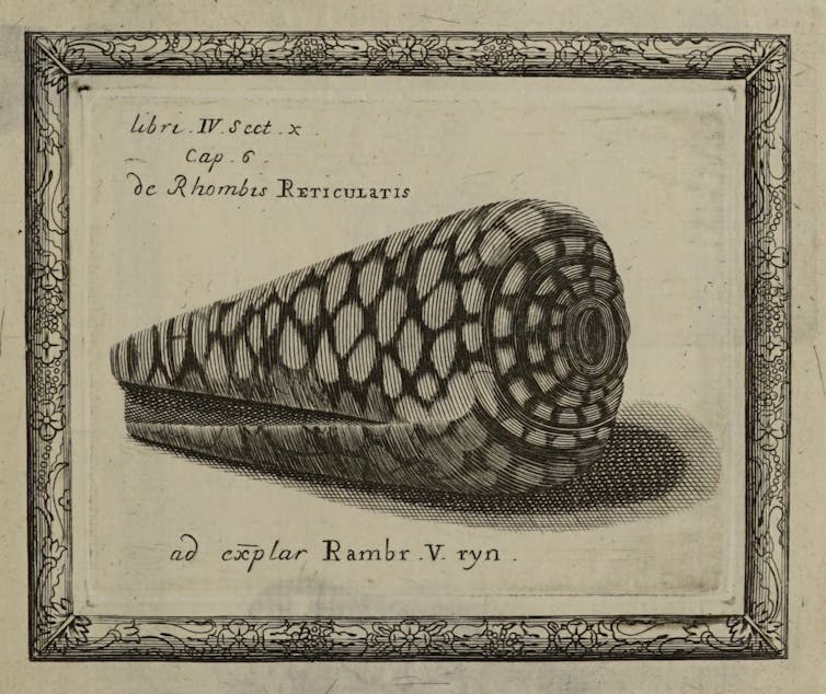 Illustration of a sea snail shell