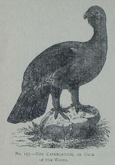Early illustration of a capercaillie