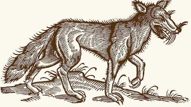 Illustration of a wolf circa 1700.