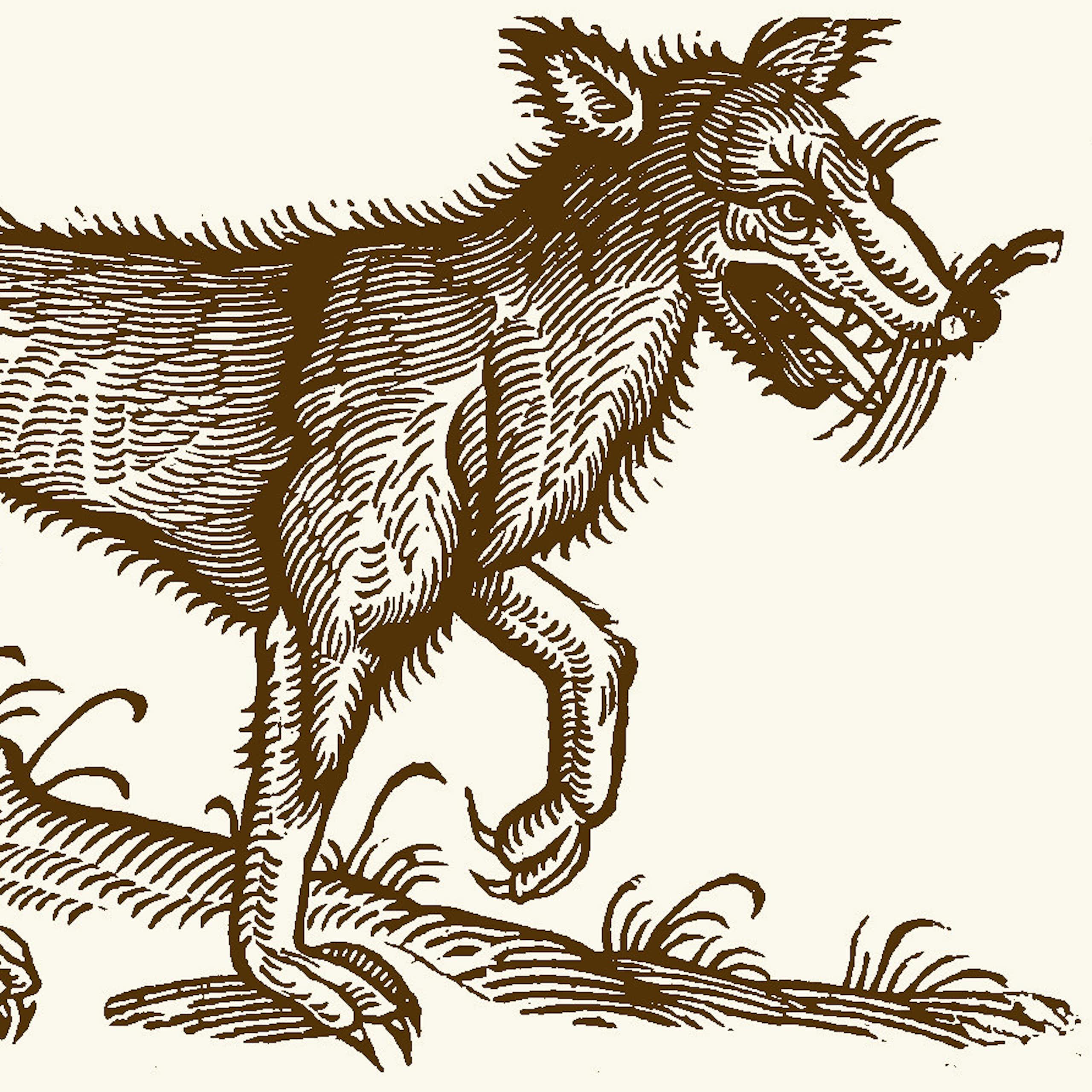 Illustration of a wolf circa 1700.