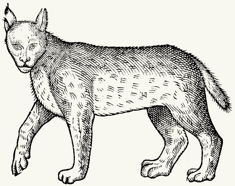 Illustration of a lynx