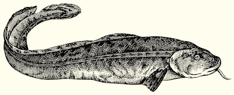 Early illustration of a burbot fish.