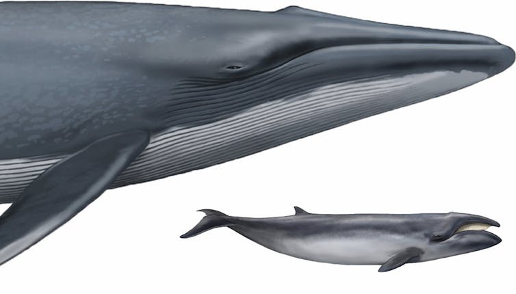 The smallest baleen whale, Caperea marginata, compared to the largest: the blue whale, Balaenoptera musculus. Carl Buell.