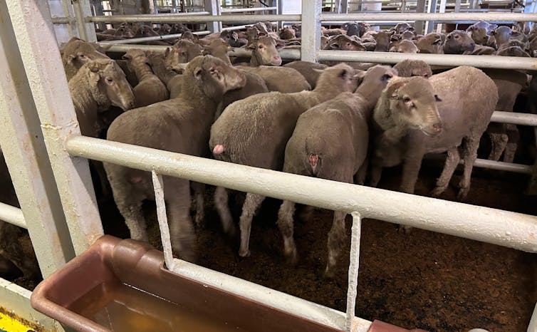 Sheep aboard the live export ship Al Messilah before it leaves Fremantle for the Middle East, April 6 2023.